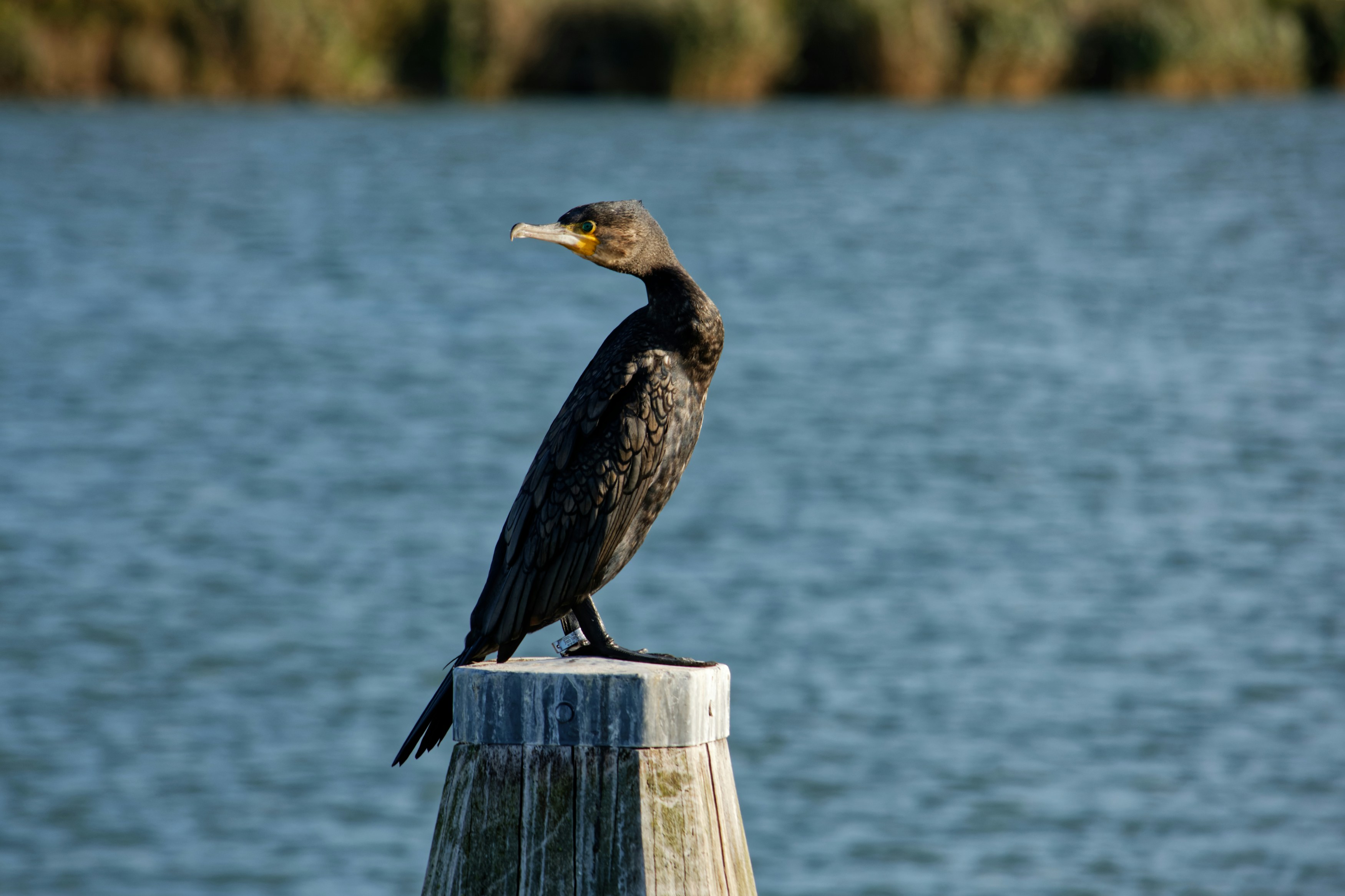 Photo by designbytholen