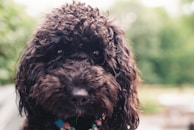 A close-up of a fluffy, curly-haired dog with dark fur, appearing to be a poodle mix. The background is blurred greenery, giving a natural outdoor setting.
