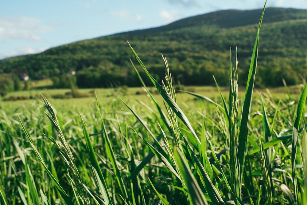 a field of green grass