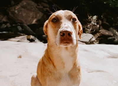 A light-brown dog with a white snout and chest is sitting on a sunlit surface with a dark rocky background. The dog's expressive eyes and upright posture give it a contemplative appearance.