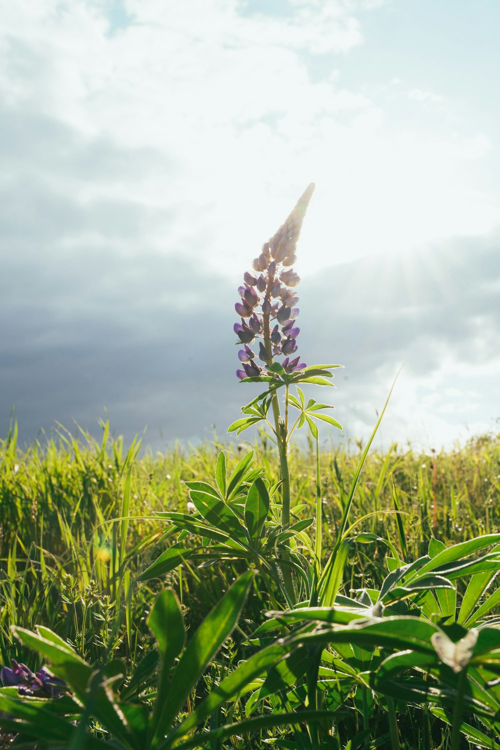 a purple flower in a field of grass