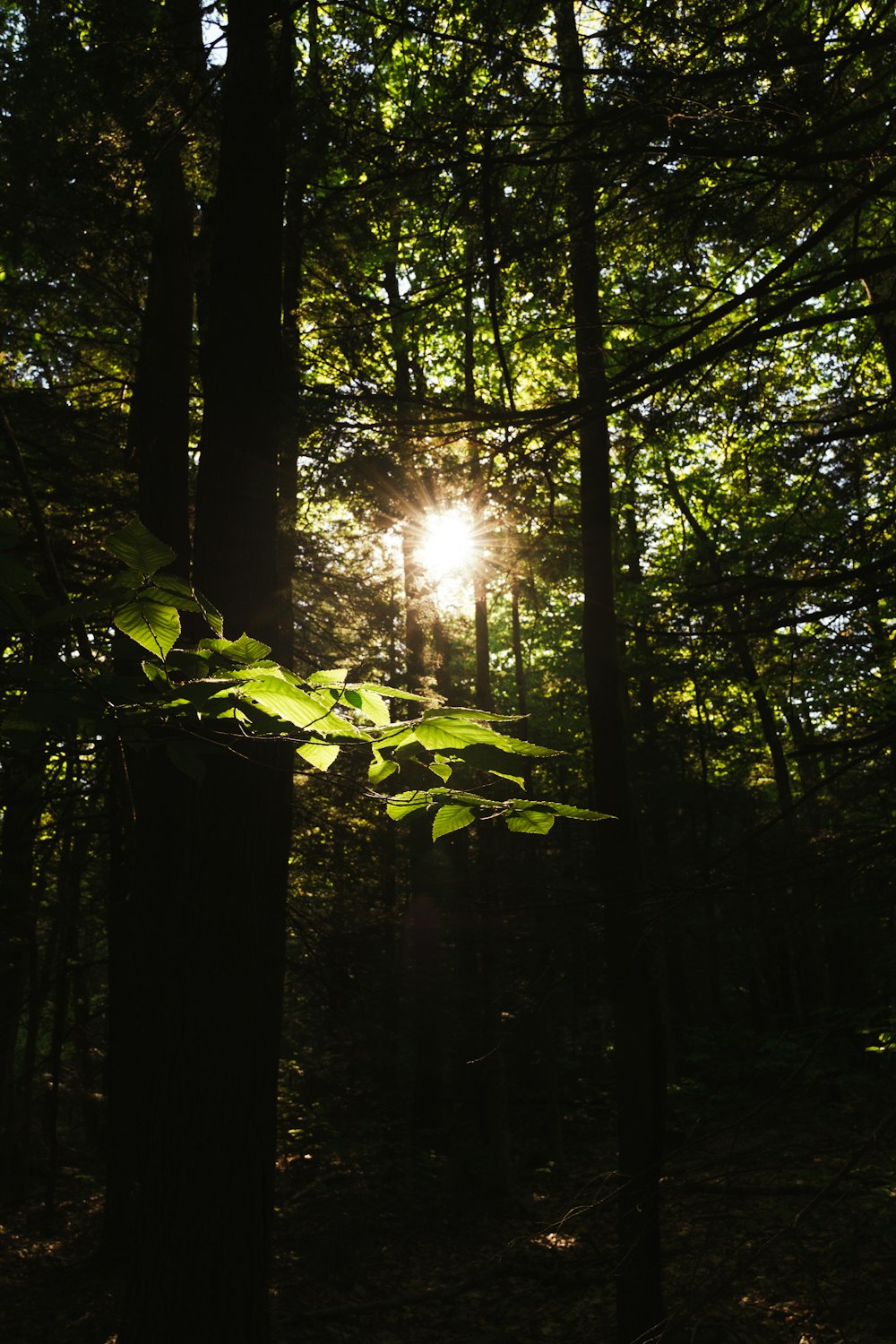 uma luz brilhando através das árvores