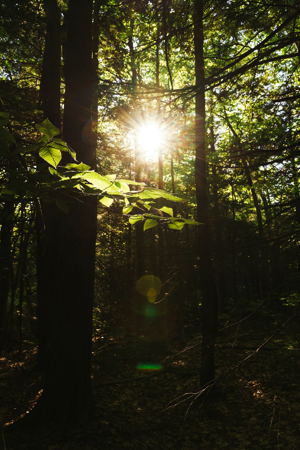 a bright light in the woods