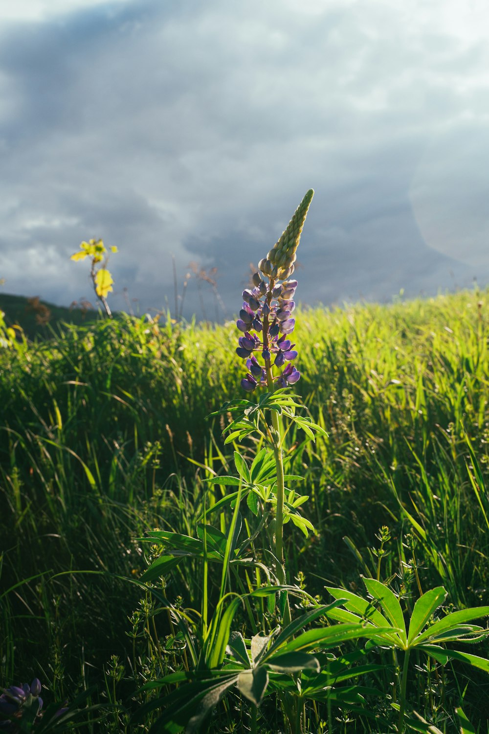 a flower in a field