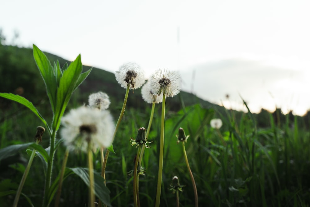 a group of white flowers