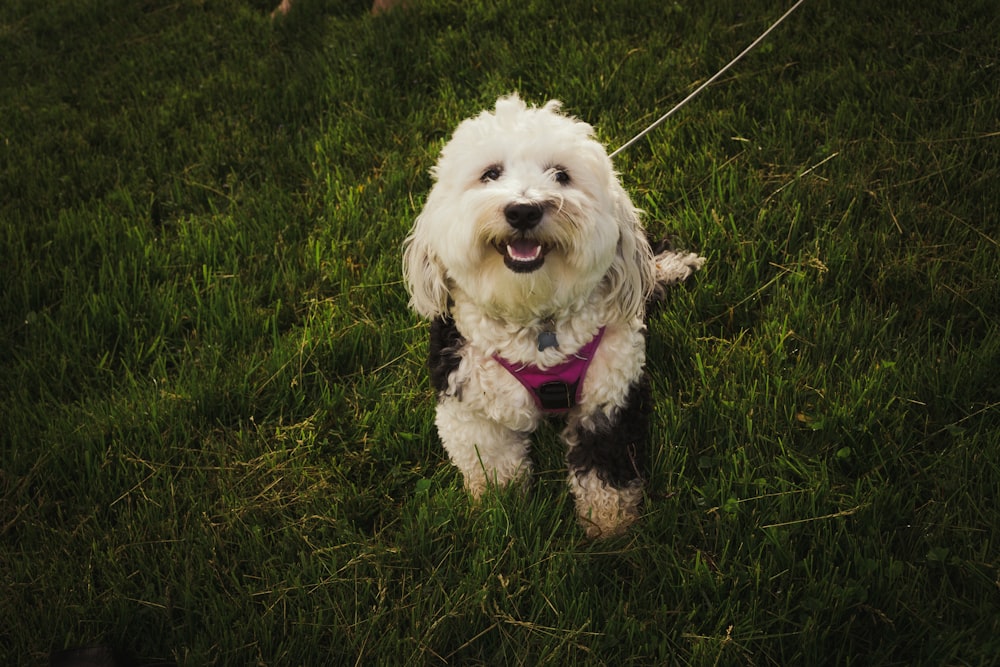 a dog running in the grass