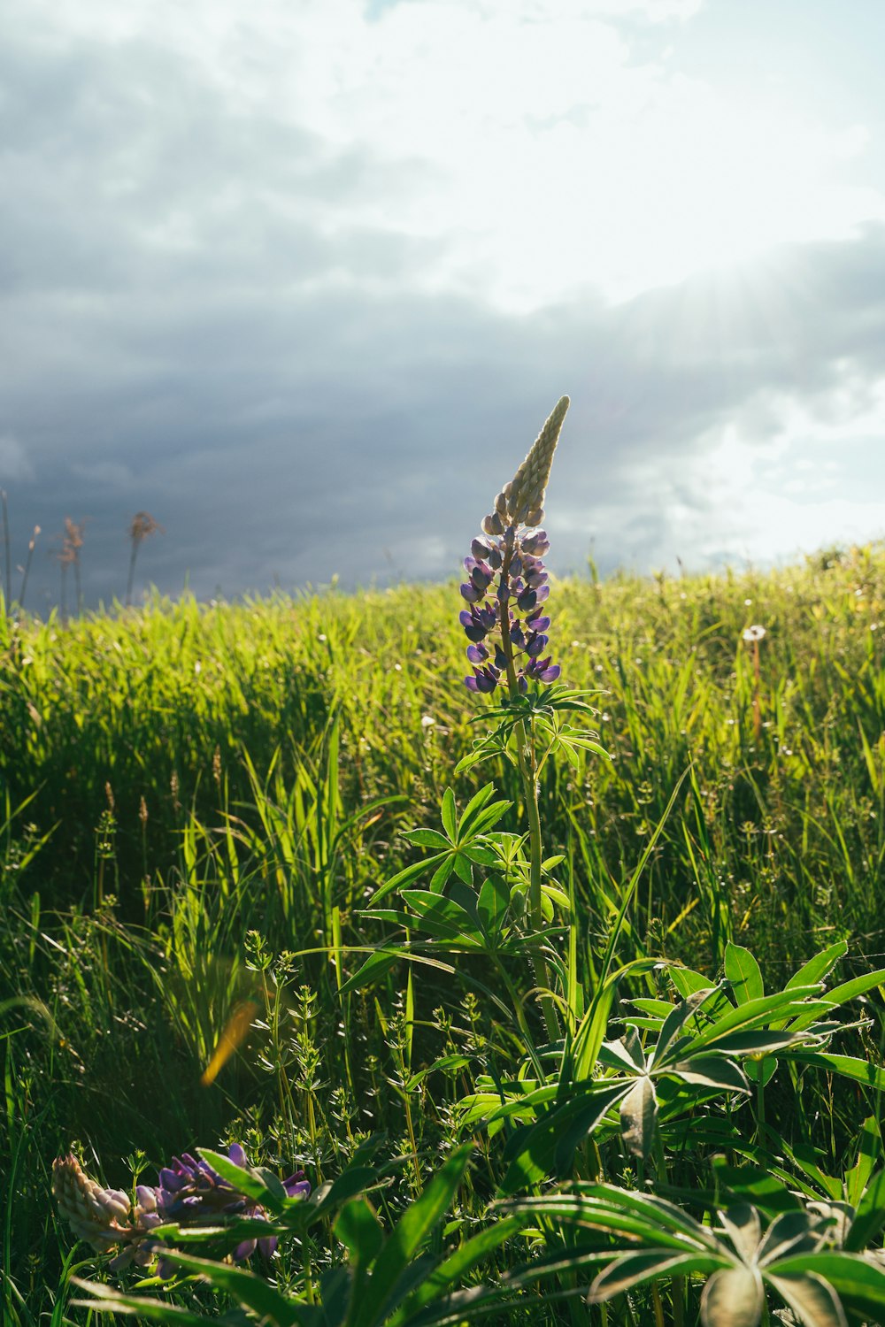 a flower in a field