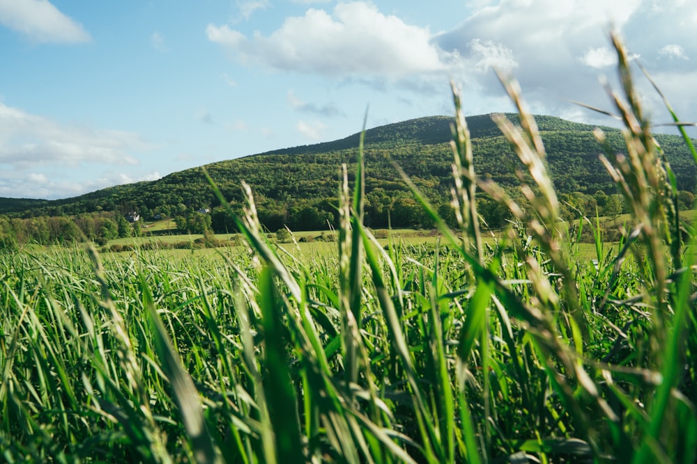 a field of green grass