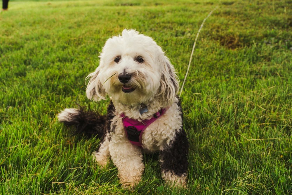 a dog sitting in the grass