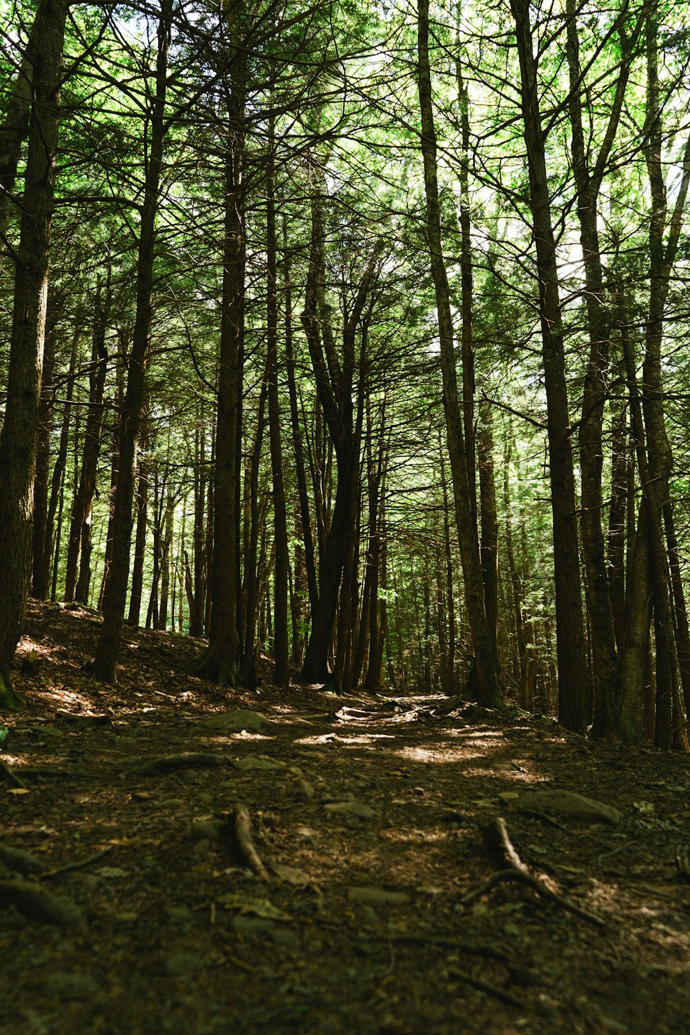 a forest of trees