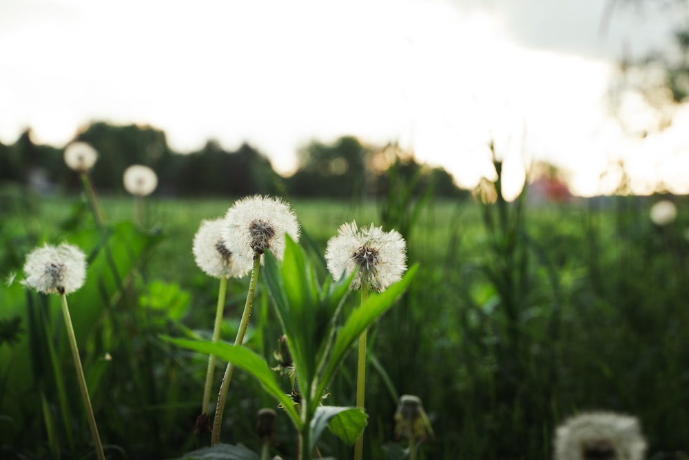 a field of flowers