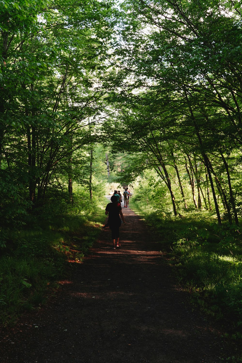 a group of people walking on a path through a forest
