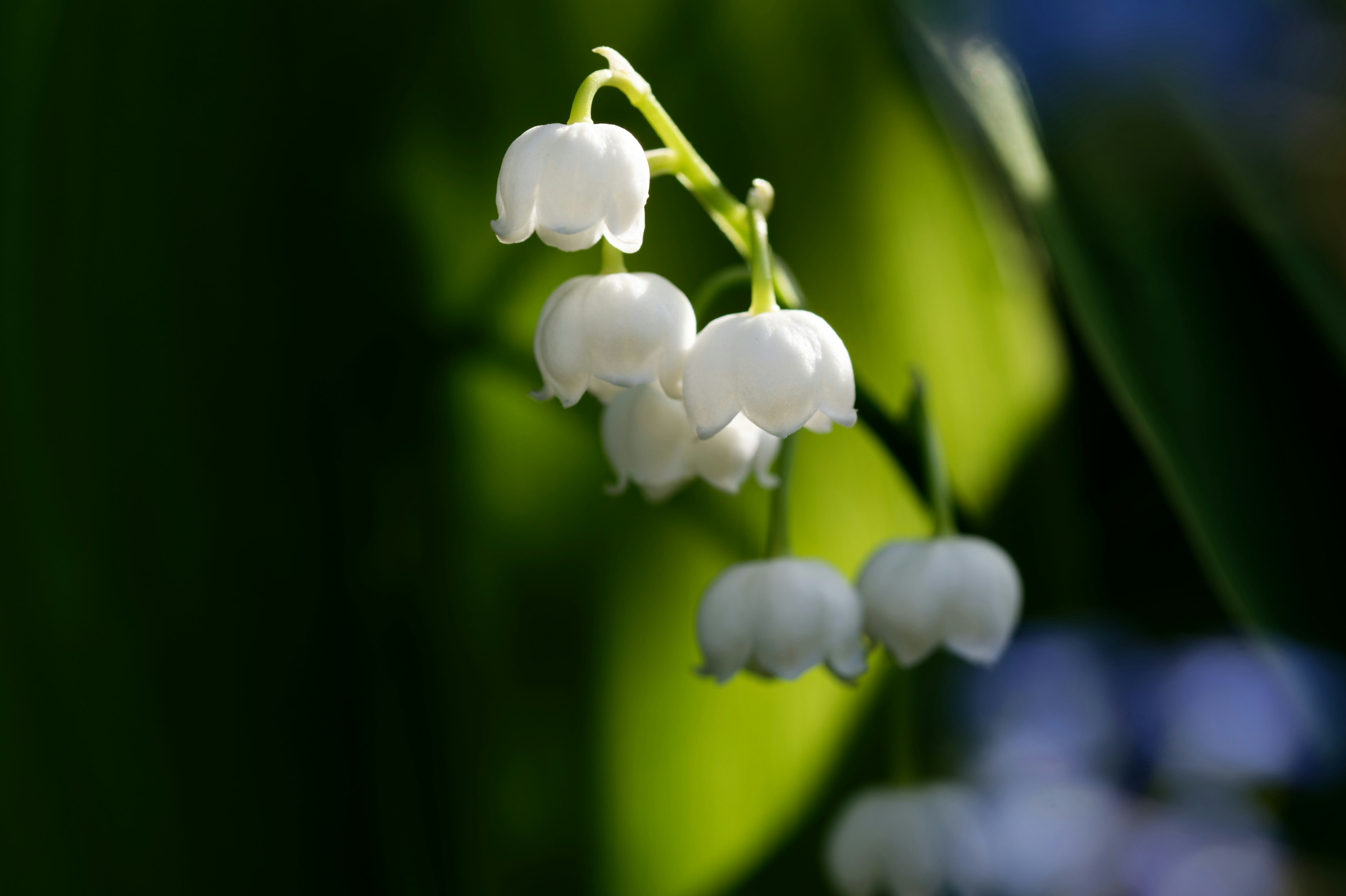 Photo by designbytholen