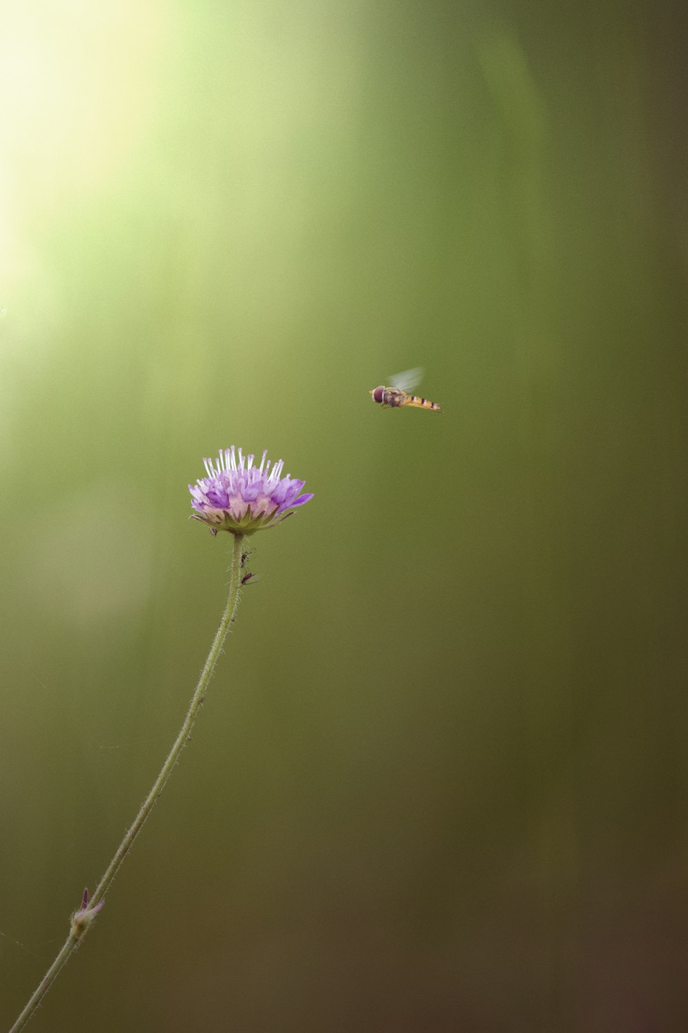 Un papillon survolant une fleur