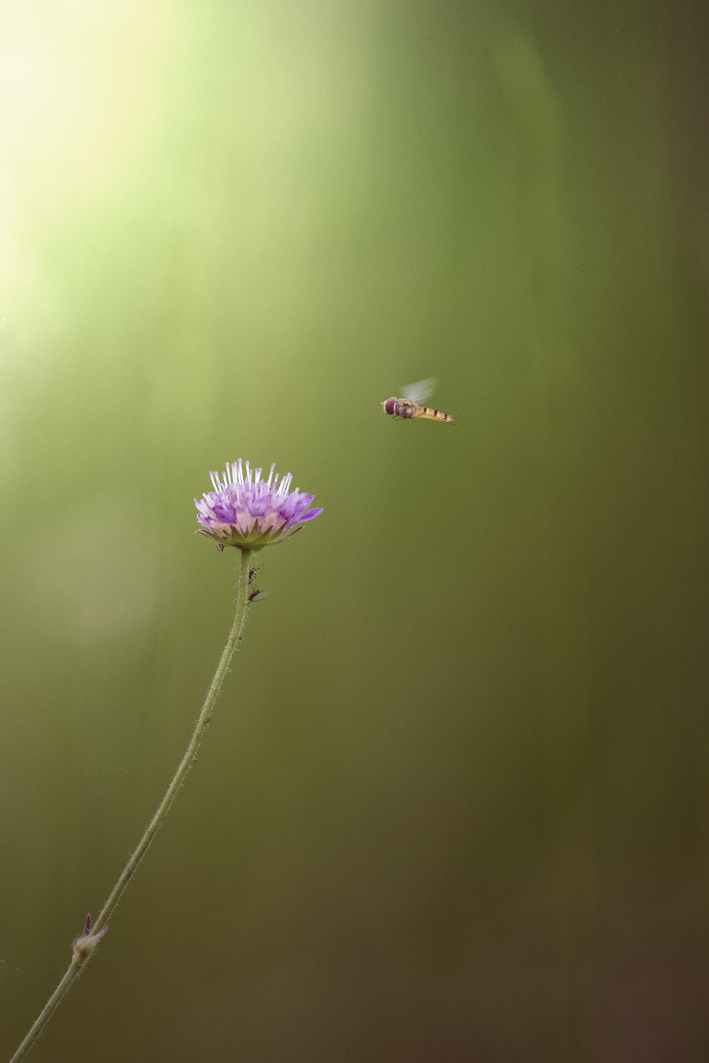 Una mariposa volando sobre una flor