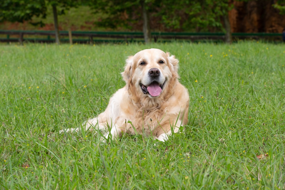 a dog lying in the grass
