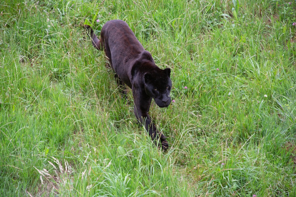 a bear walking through the grass