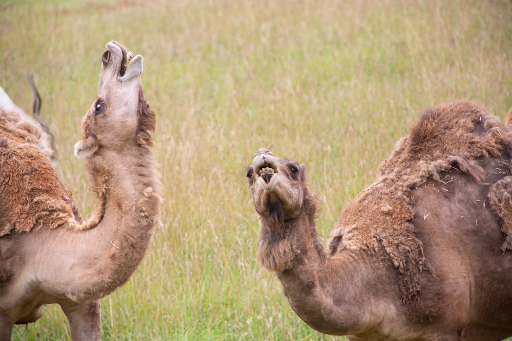 a group of animals in a field