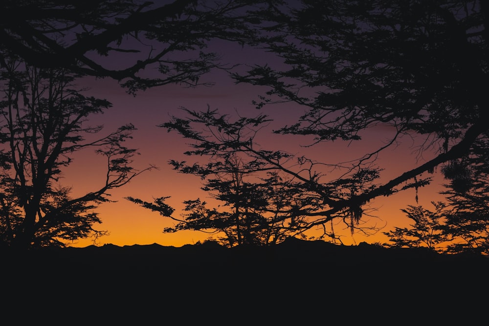 a sunset with trees