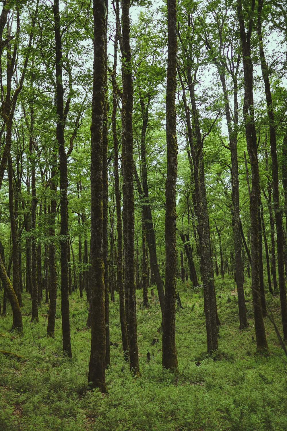 a forest of tall trees