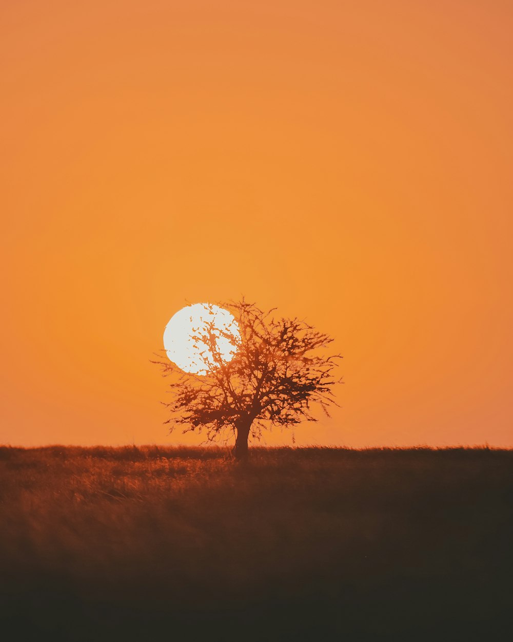uma árvore com o sol atrás dela