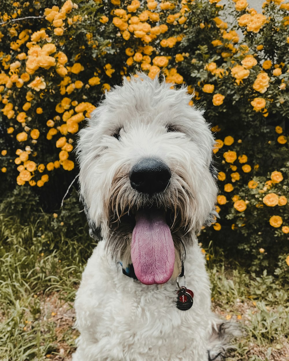 a dog with its tongue out