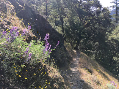 A narrow rocky trail winding through alpine meadows dotted with wildflowers.