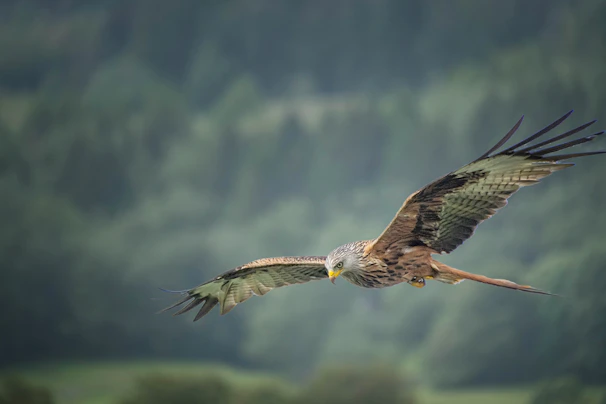 An elegant eagle soaring above emerald green treetops, representing vision and freedom.