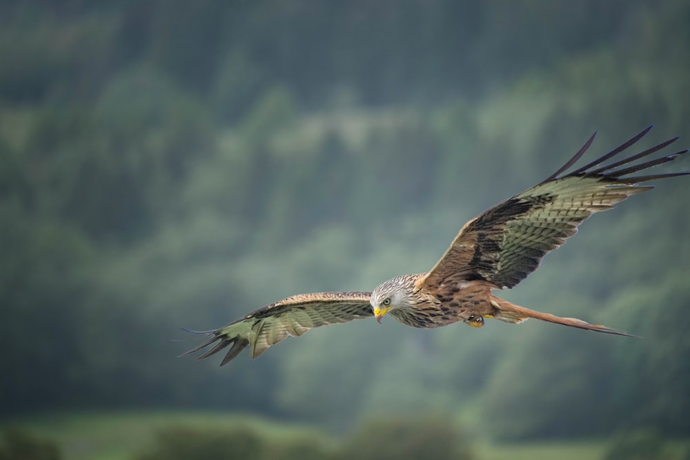 a bird flying with its wings spread