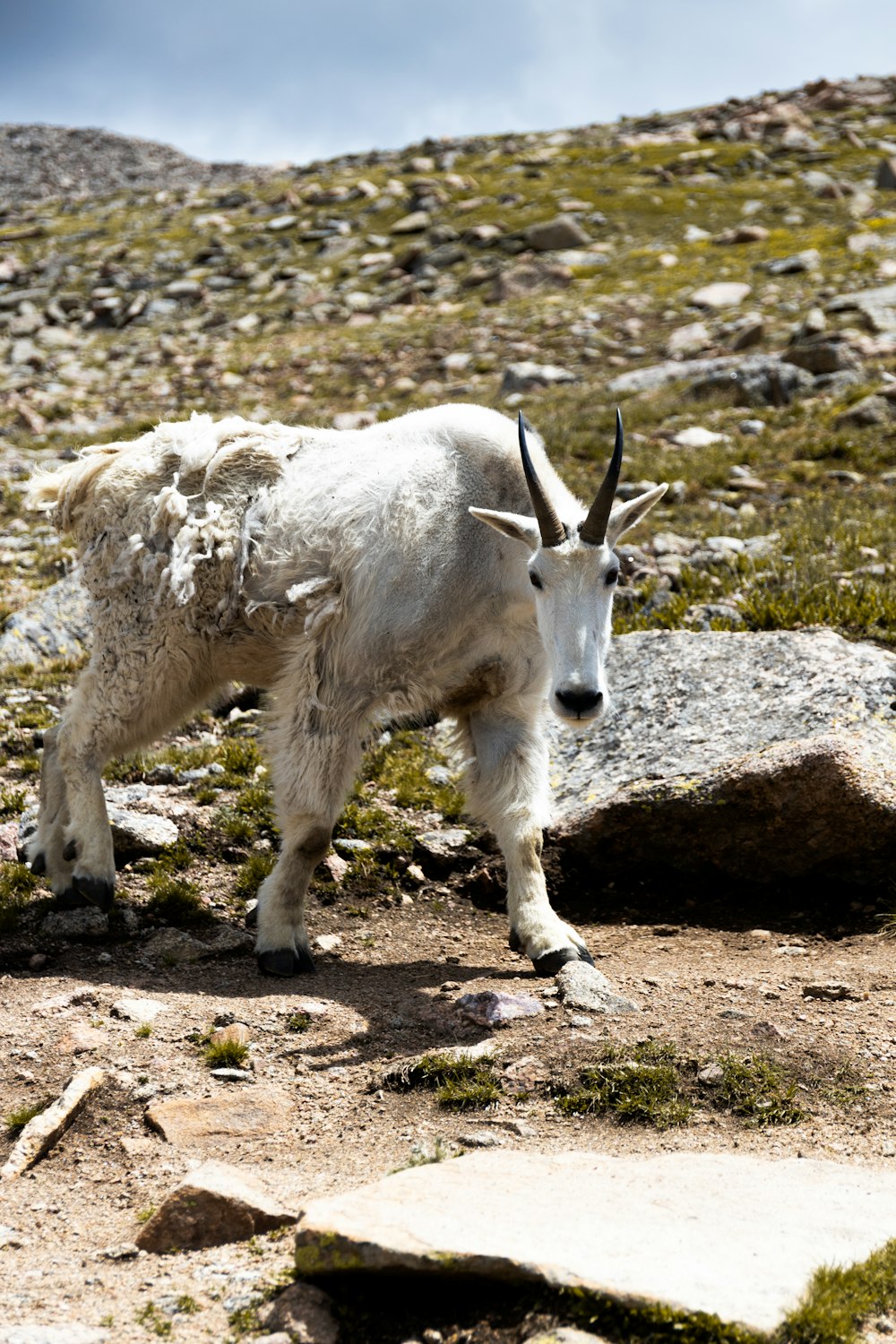 a white goat with horns