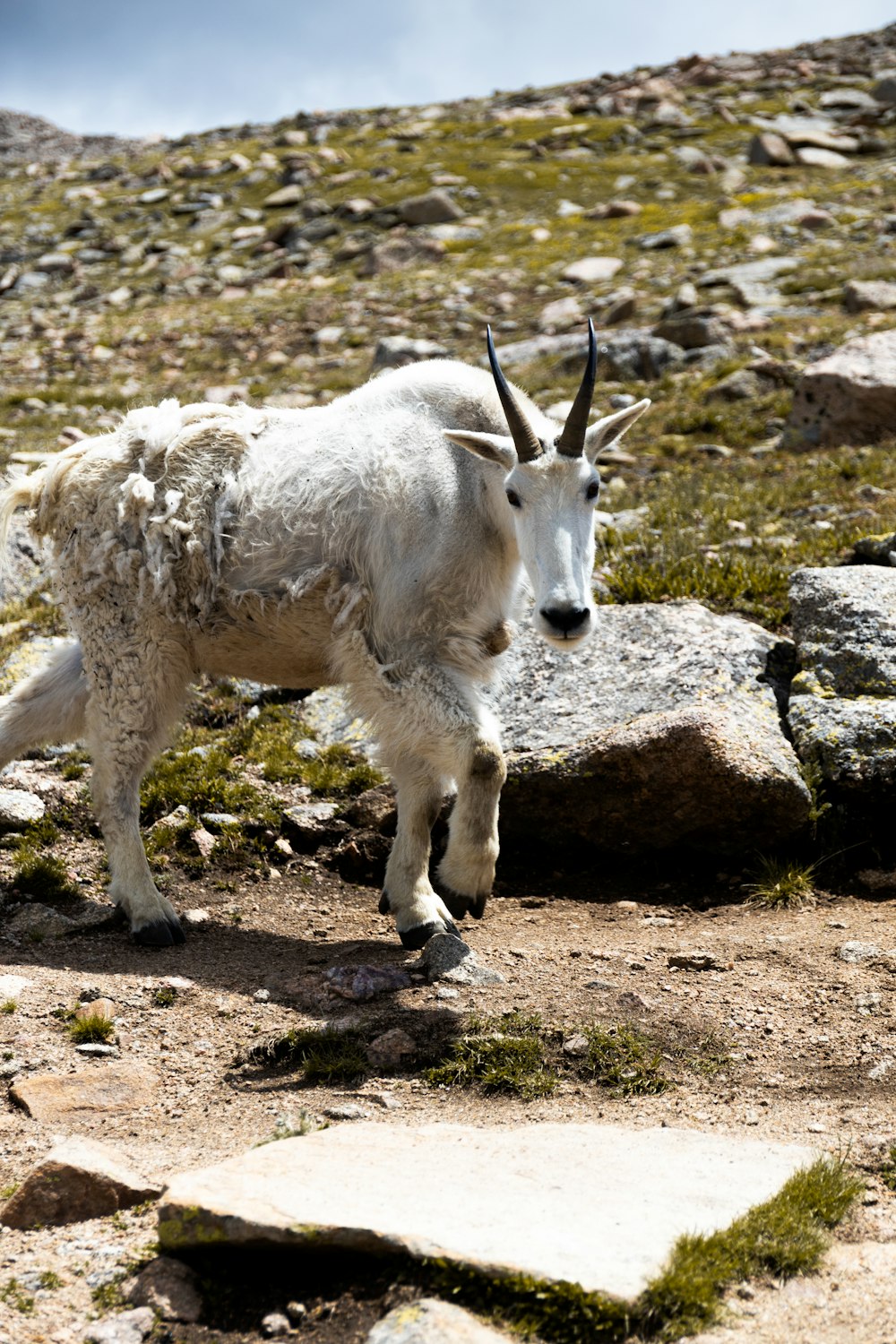 a white goat with horns