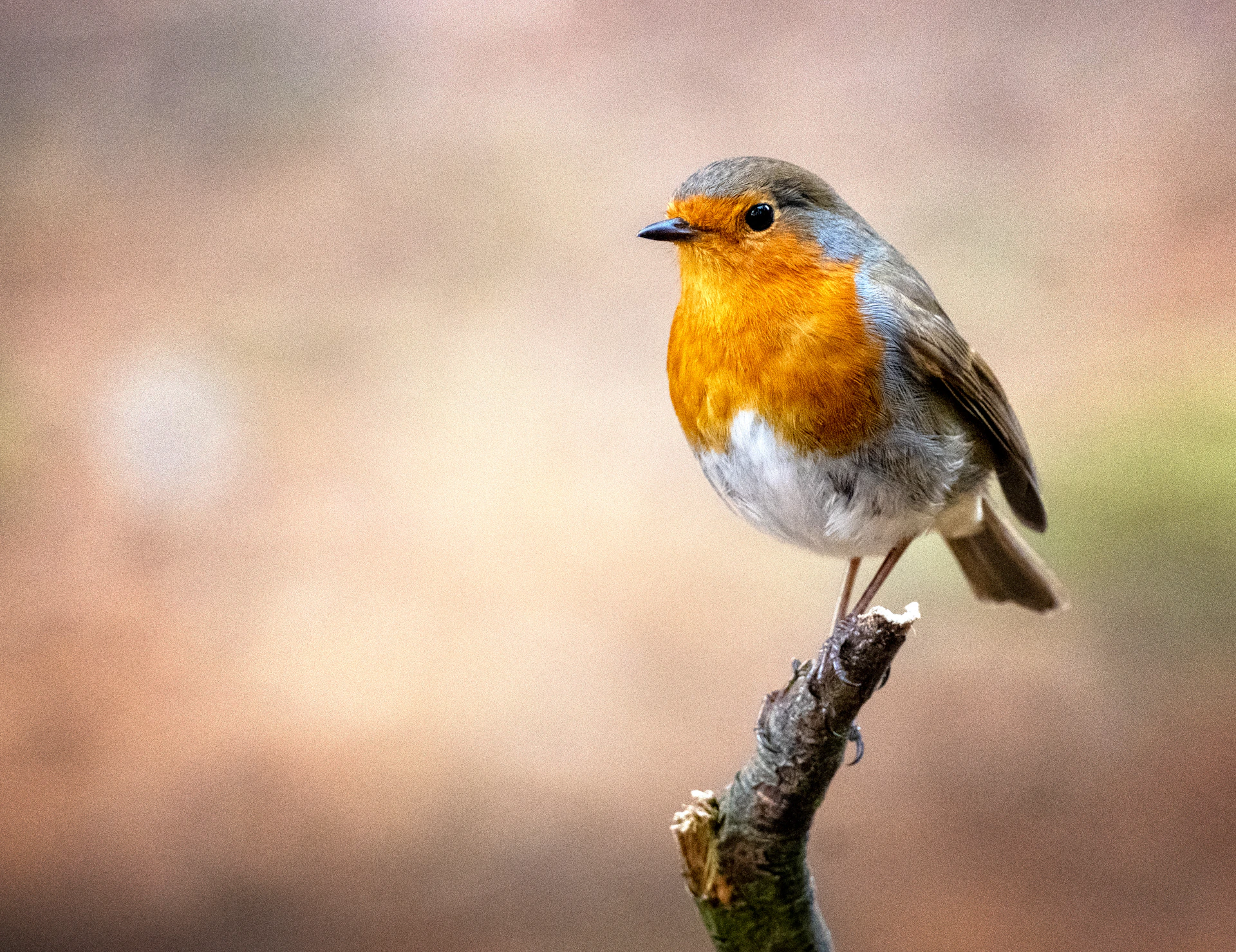 a bird on a branch