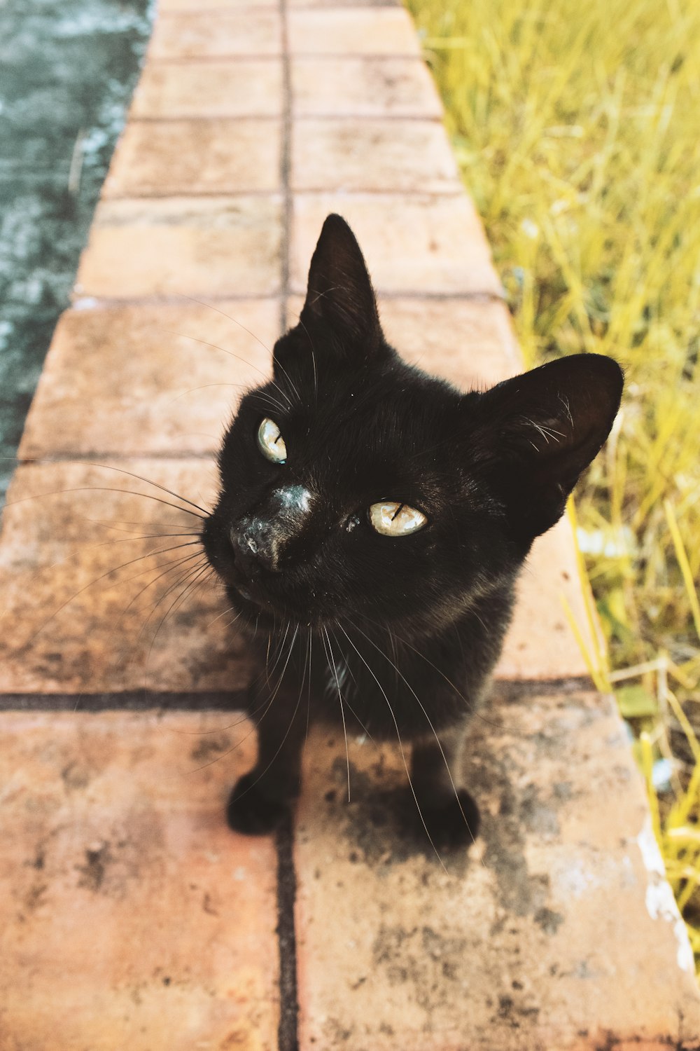 a black cat lying on a brick surface