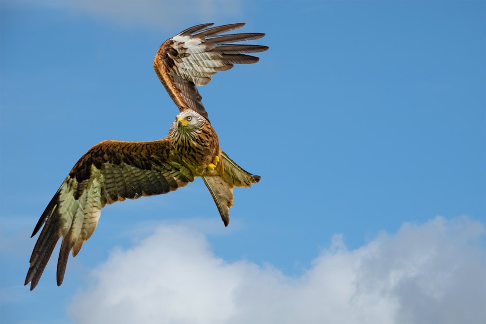 a hawk flying in the sky