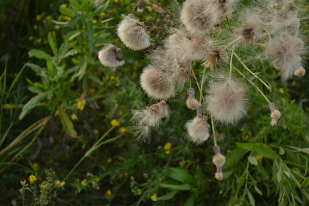 a close-up of a plant