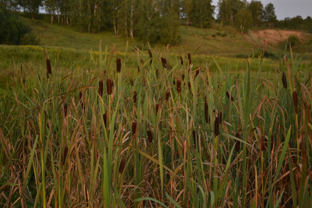 a field of tall grass