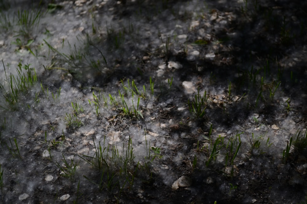 a close-up of some dirt