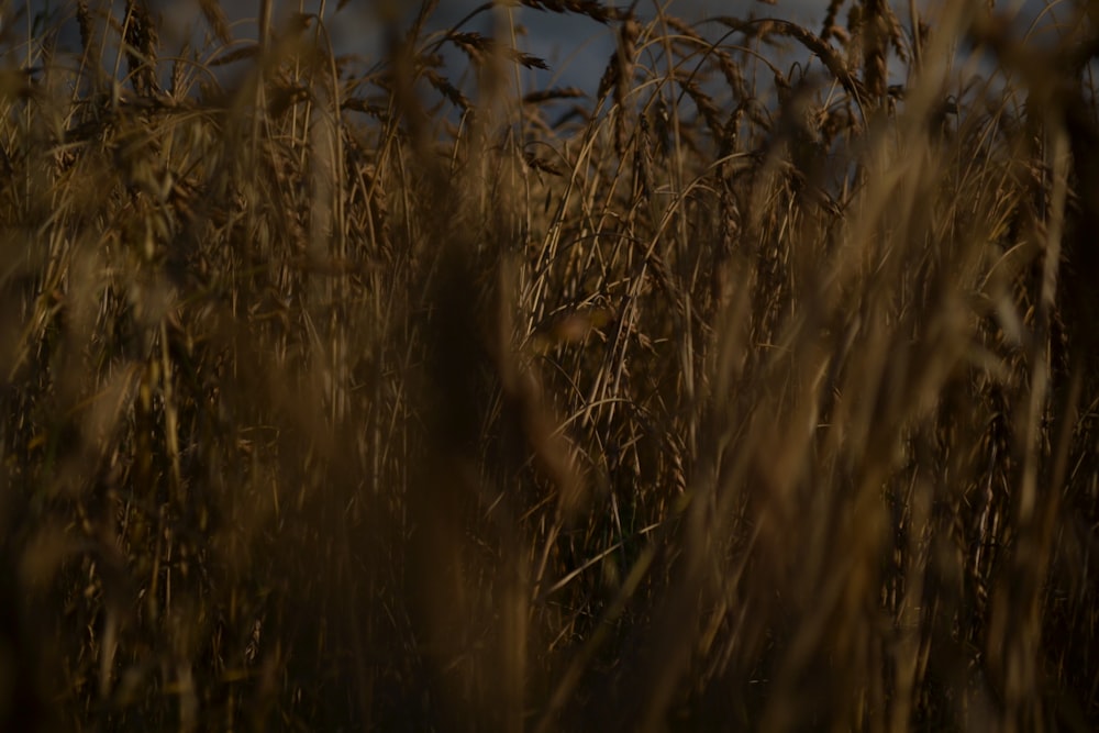 a field of wheat