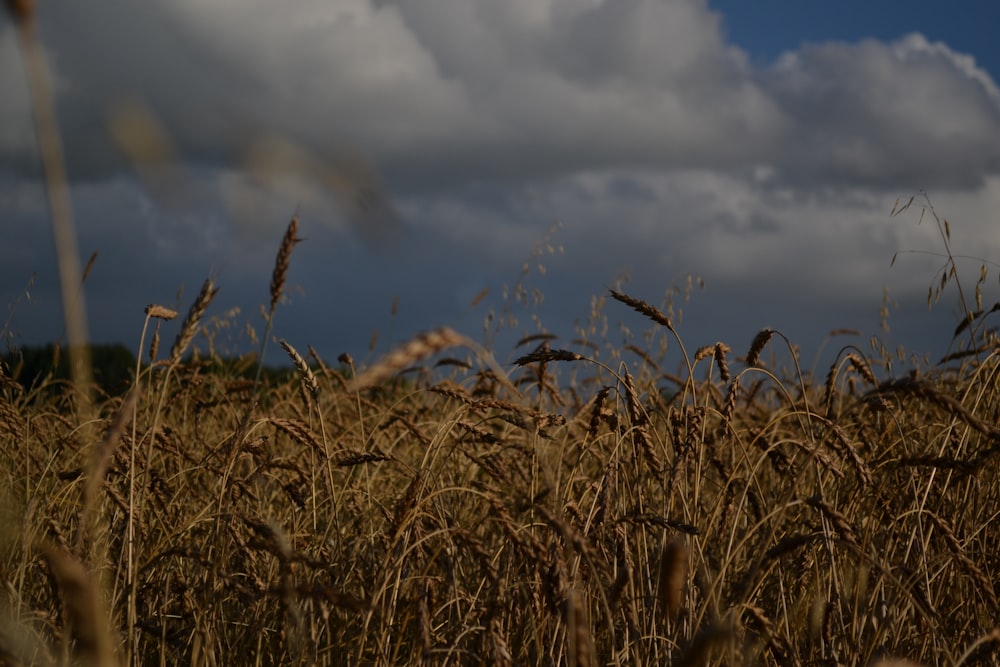 a field of wheat