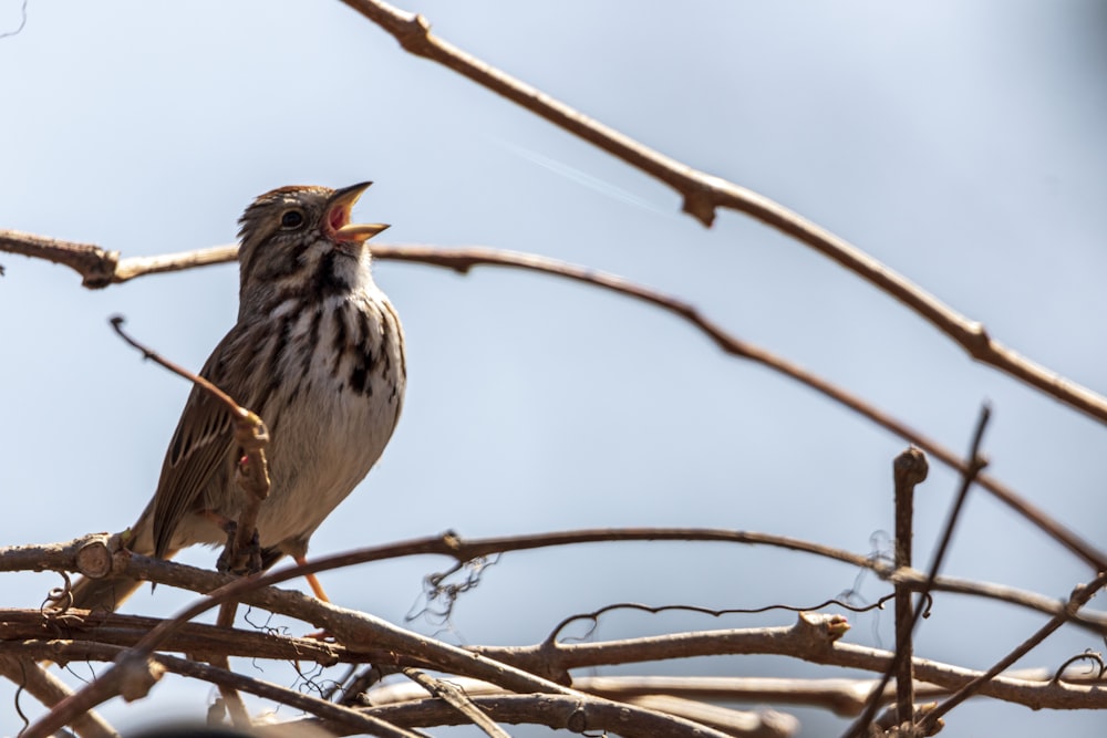 a bird sits on a branch