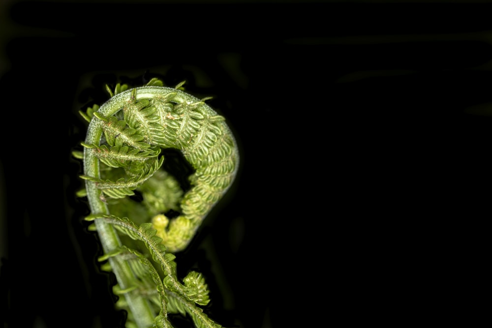 a close-up of a green plant