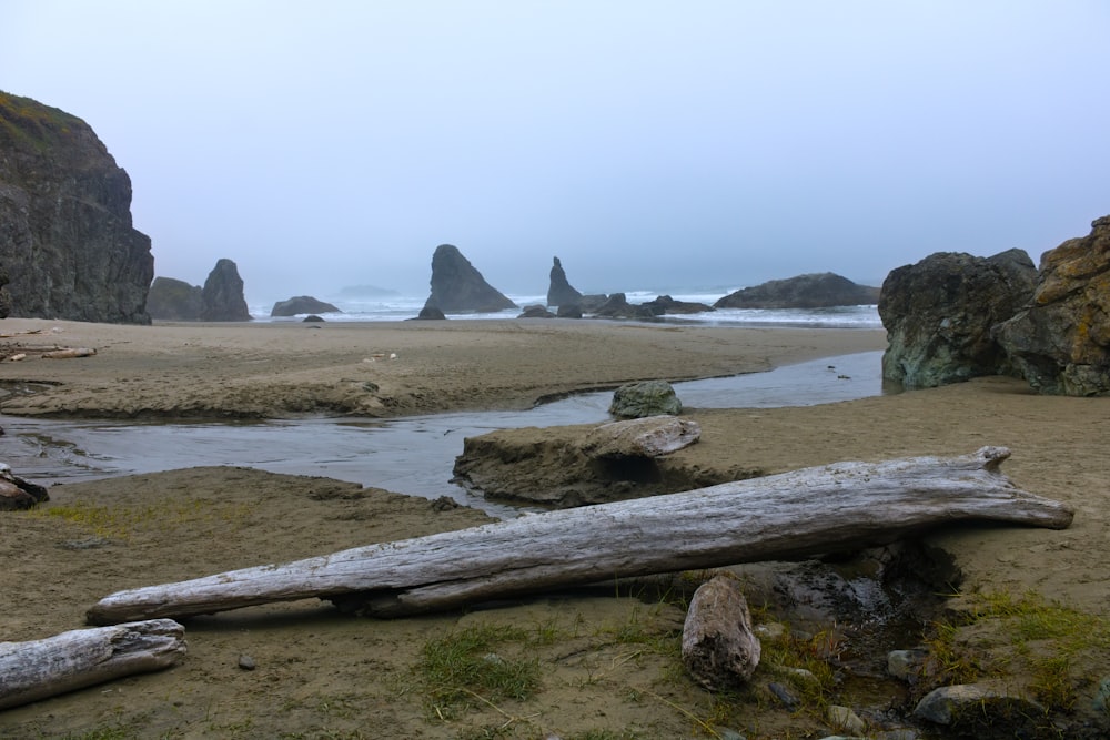 a log on a beach