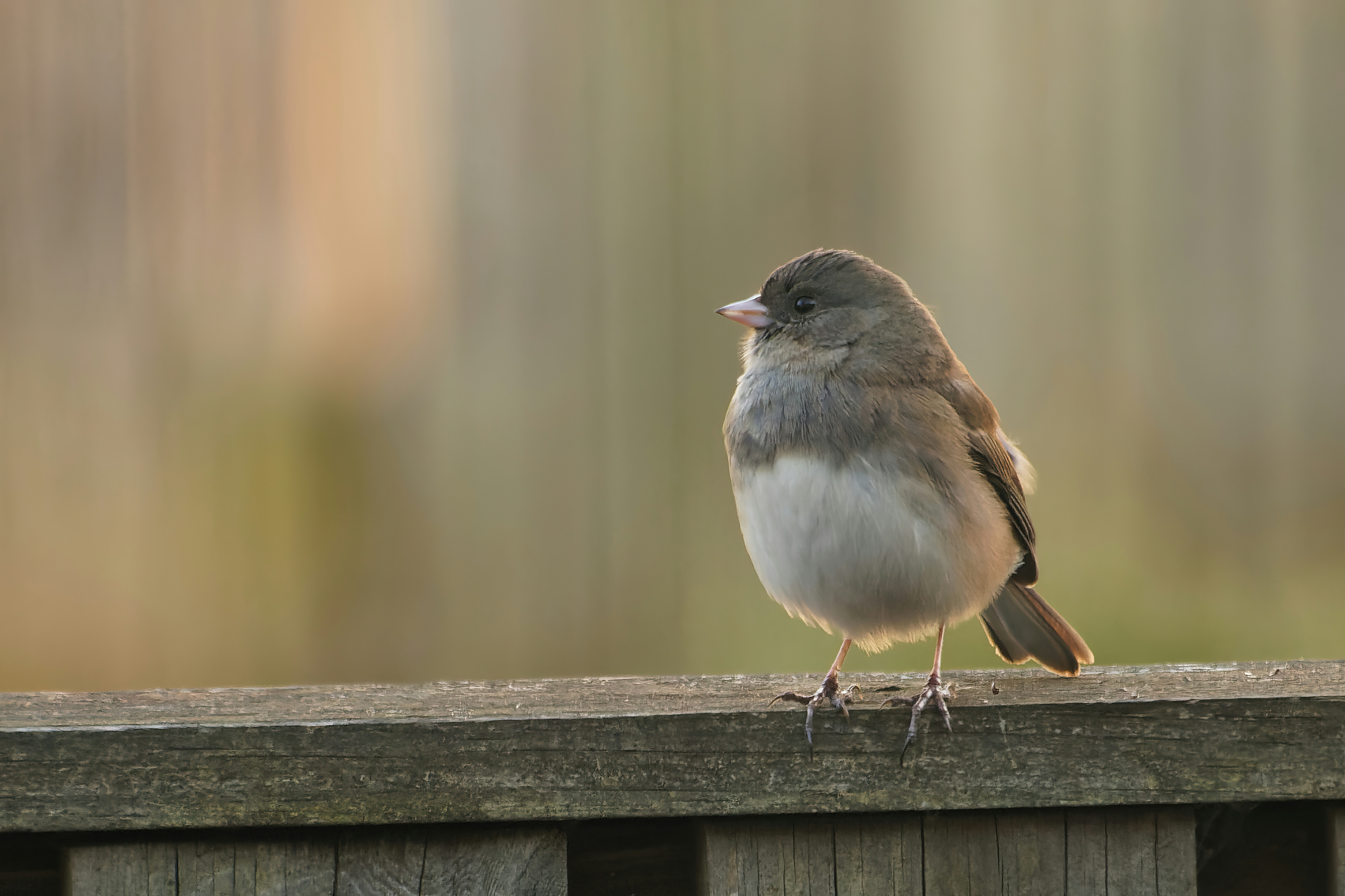 Photo by marshall21663