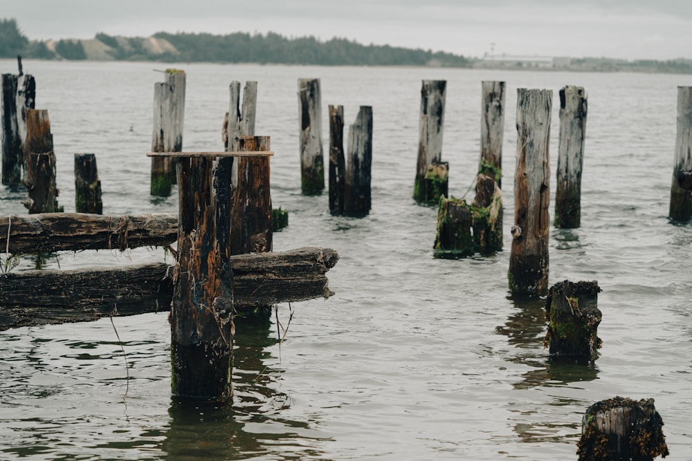 a group of logs in a body of water