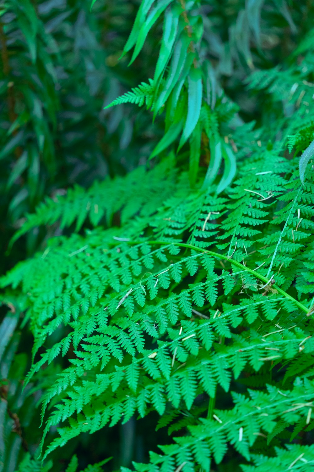 un gros plan de quelques plantes