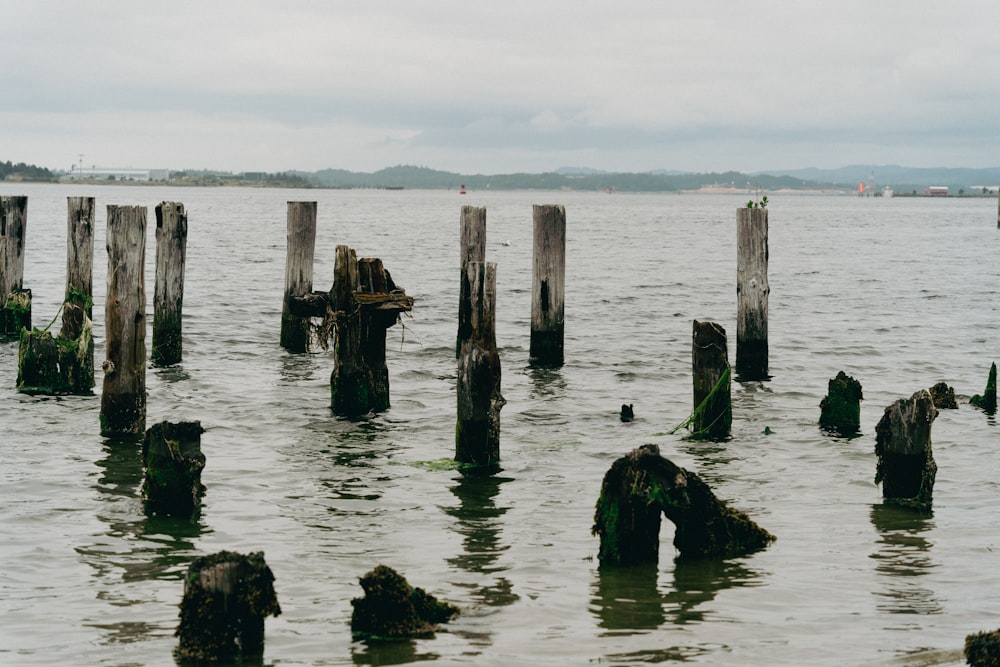 a group of wooden posts in water