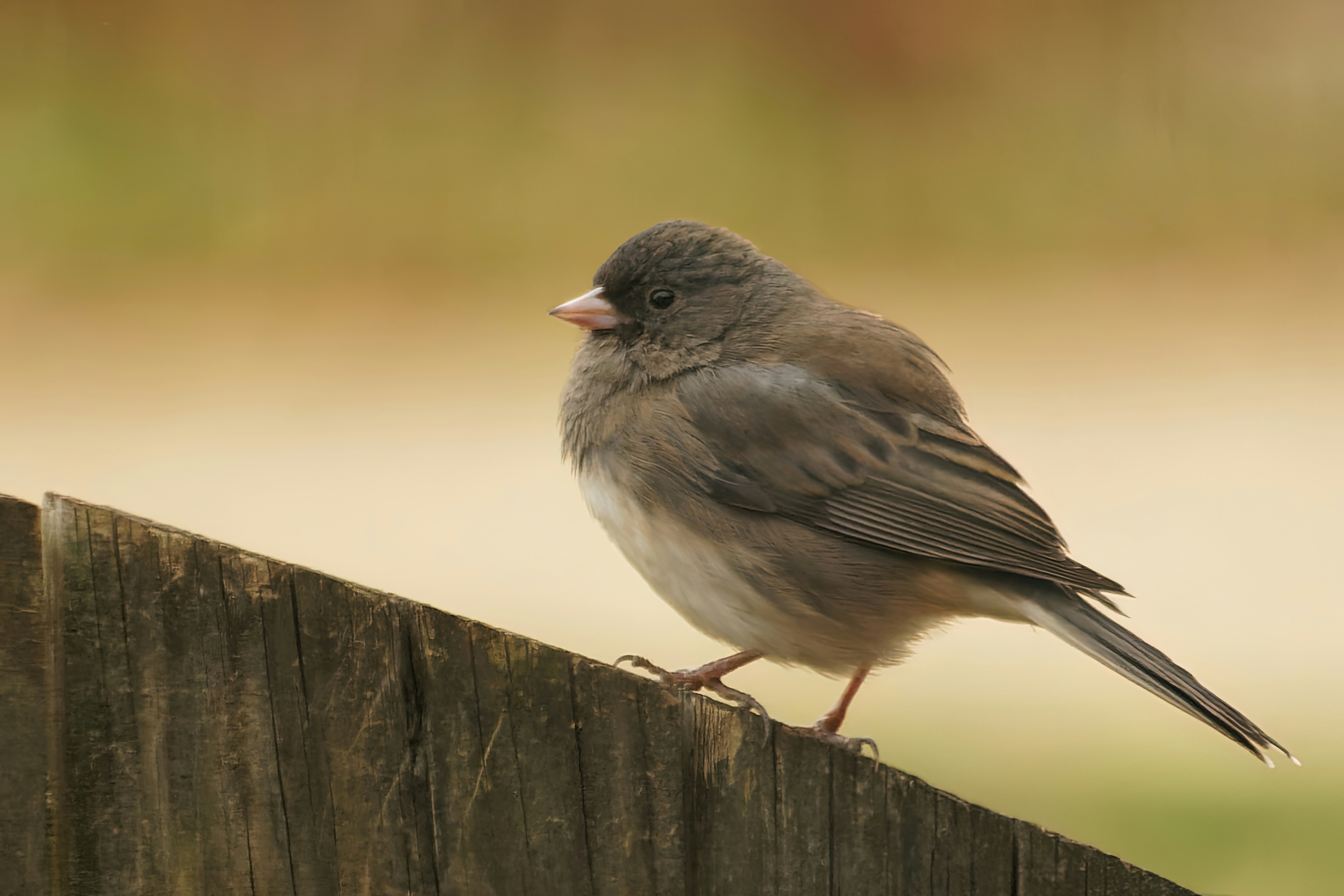 Photo by marshall21663