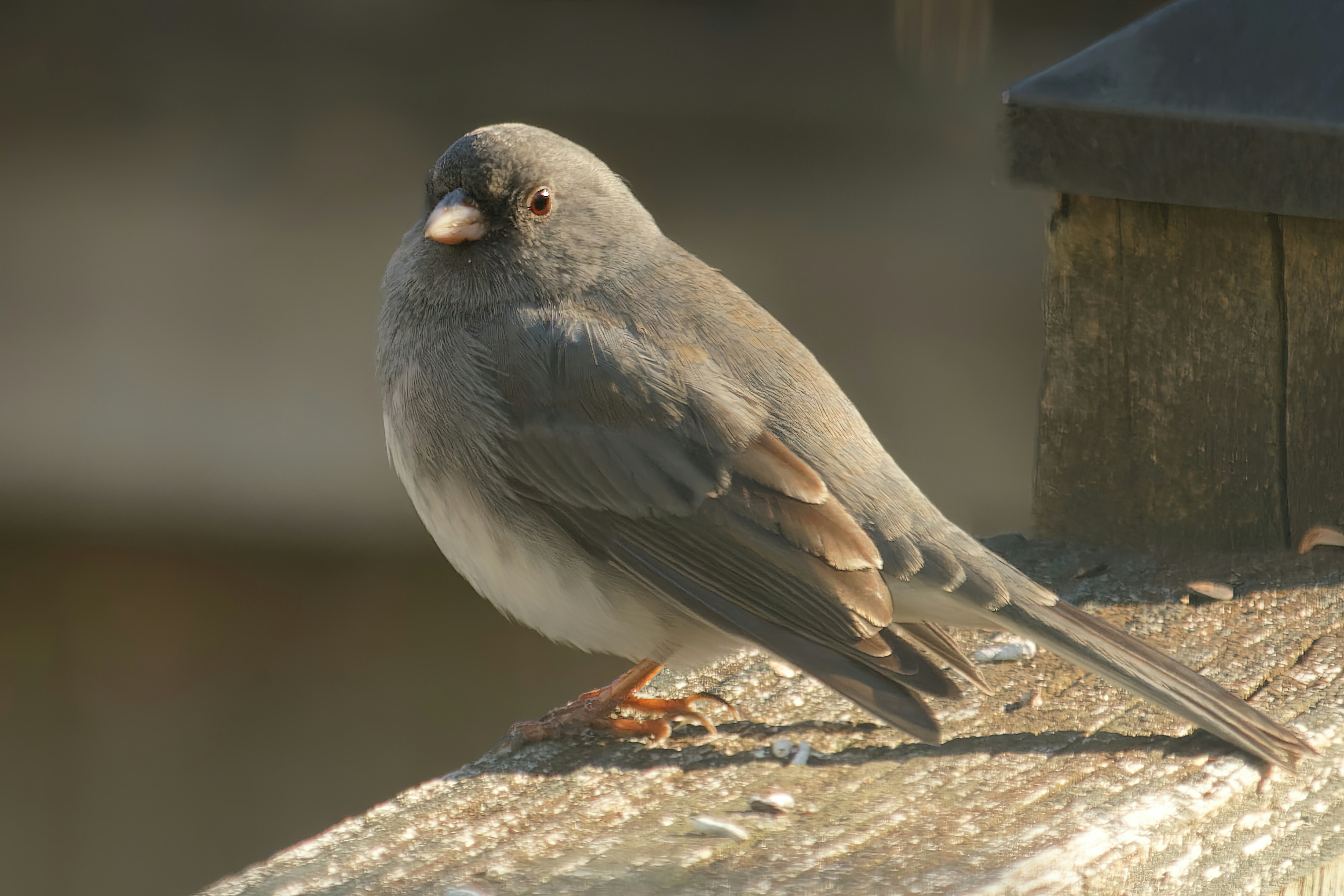 Photo by marshall21663