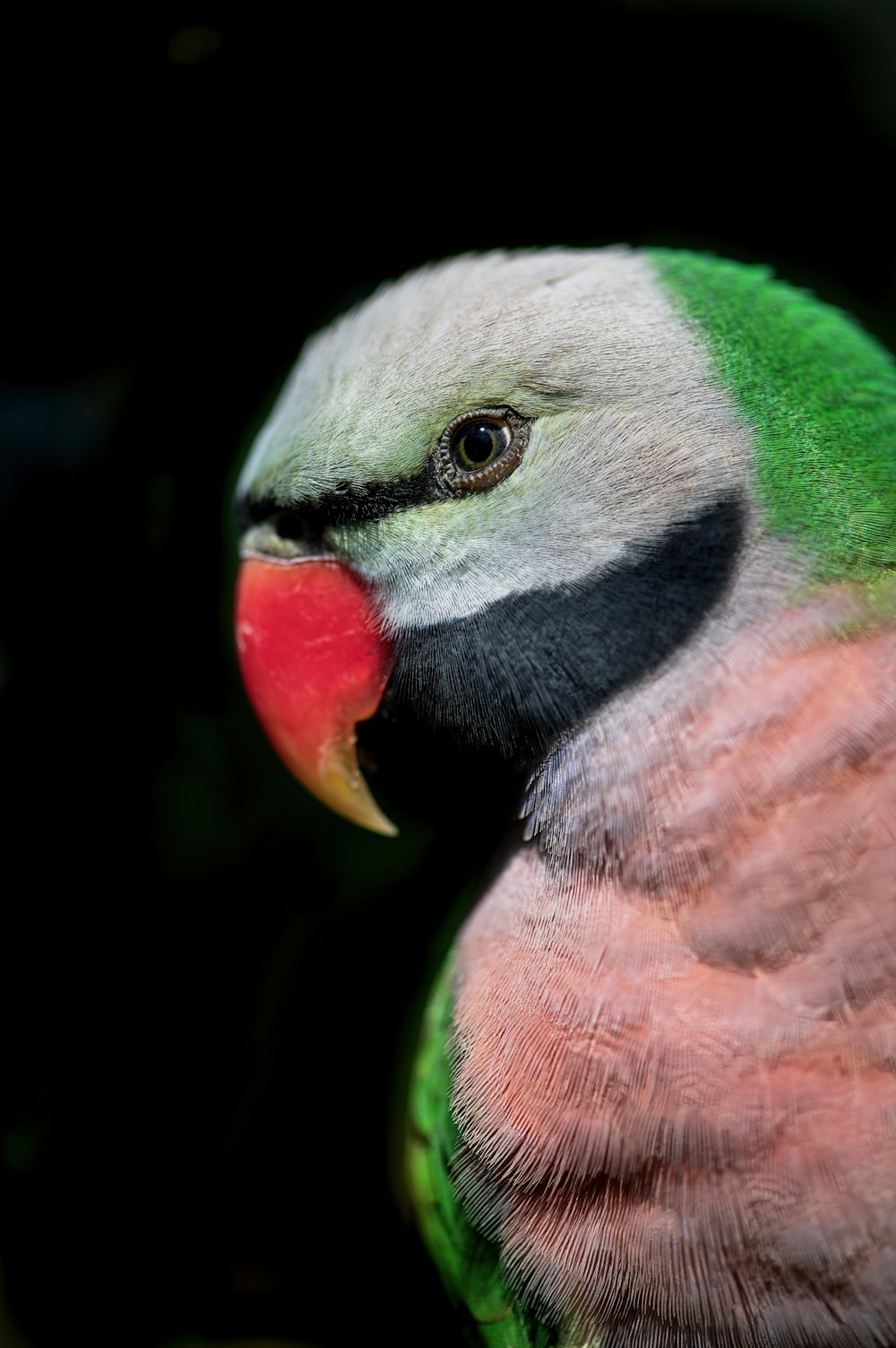 a close up of a bird