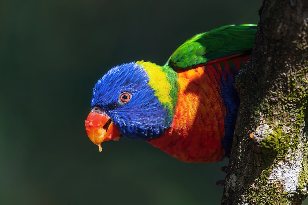 un uccello colorato su un albero